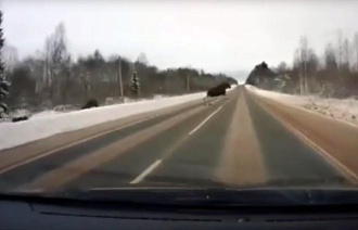На дороге в Тверской области водитель увидел «скромных» лосей - новости Афанасий