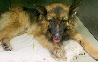 В Твери ветеринары спасли собаку, отравившуюся алкоголем - новости Афанасий