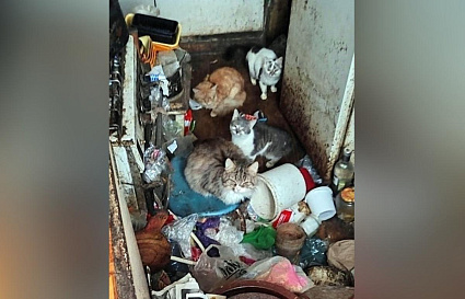 Волонтеры просят жителей Твери помочь 12 кошкам, оставшимся в квартире умершего дедушки - новости Афанасий