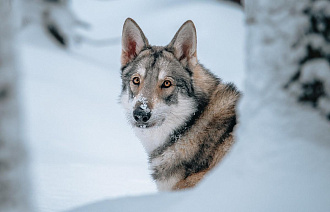 С начала года в лесах Тверской области застрелили 66 волков - новости Афанасий