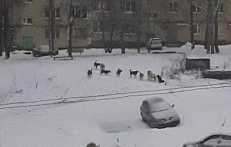 Жители Вышнего Волочка опасаются бродячих собак возле школы - новости Афанасий