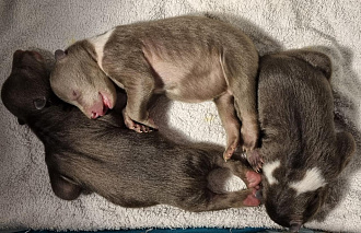 Сотрудники Центра спасения медвежат-сирот показали спящих косолапых малышей - новости Афанасий
