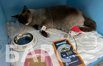 Жизнь пострадавшего на пожаре кота Оскара бескорыстно спасают ветеринары Твери  - новости Афанасий
