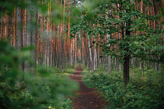 Для лесничих в Тверской области закупят квадрокоптеры и фотоловушки  - новости Афанасий