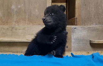 В Центре Пажетновых в Тверской области выздоравливающий вологодский медвежонок получил имя - новости Афанасий