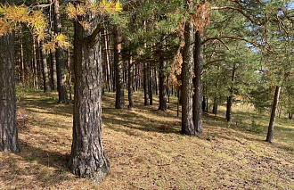 В Твери создали петицию для сохранения Монастырского леса от застройки  - новости Афанасий
