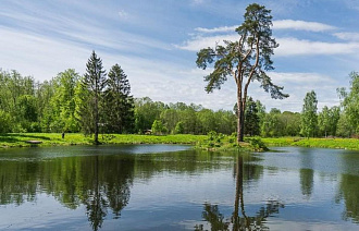 Жителям Тверской области предлагают сфотографировать деревья и получить солидный денежный приз - новости Афанасий