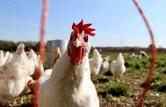 Рост производства мяса птицы и свинины замедлил инфляцию в Тверском регионе - новости Афанасий