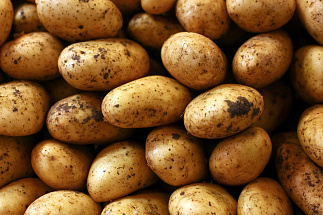 Жителям Твери рассказали, как правильно выбирать посадочный материал семенного картофеля - новости Афанасий
