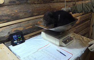 47,5 кг весят вместе 10 медвежат из центра спасения в Тверской области - новости Афанасий