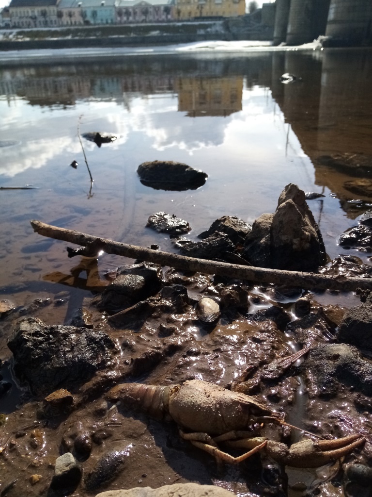 В Волге в центре Твери нашли рака | 28.03.2021 | Тверь - БезФормата