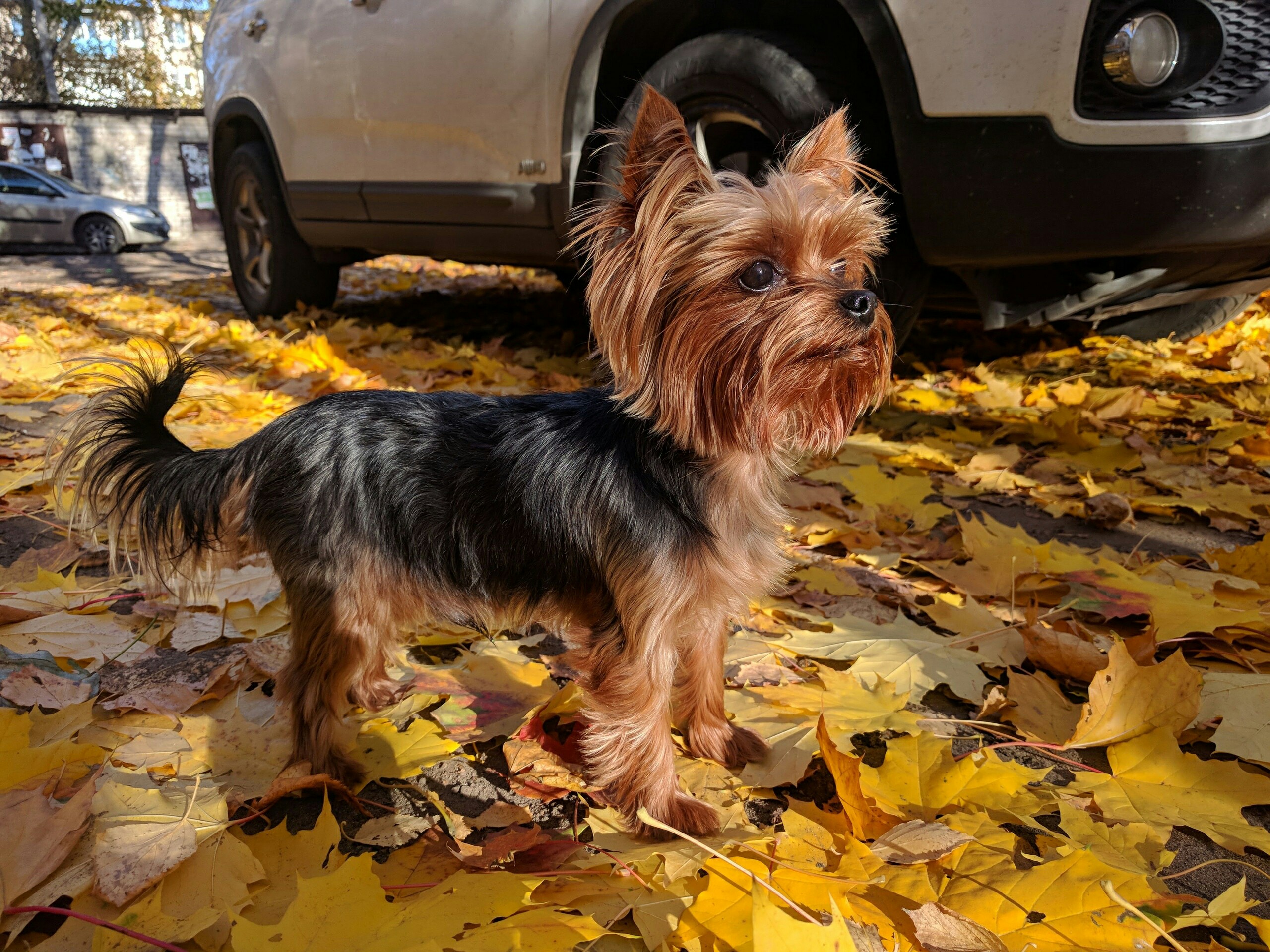 йоркширский терьер на улице. жесткошерстный йоркширский терьер. йертеркшерийский терьер. йоркширский терьер на прогулке. карликовый королевский терьер.