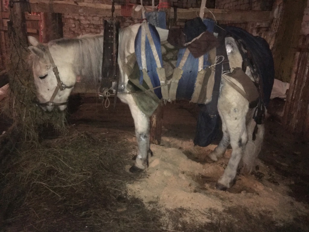 Как поднять лошадь в галоп. Ветеринарный подвес для лошадей. Как научиться ездить галопом. Как поднять лошадь. Ветеринарный подвес для лошадей.